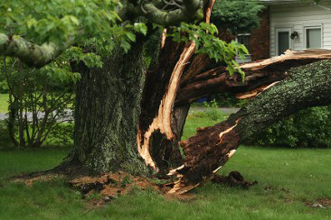 Debris Removal in Maryland